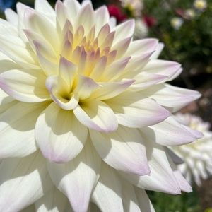 Meet your Posher, Racehelle